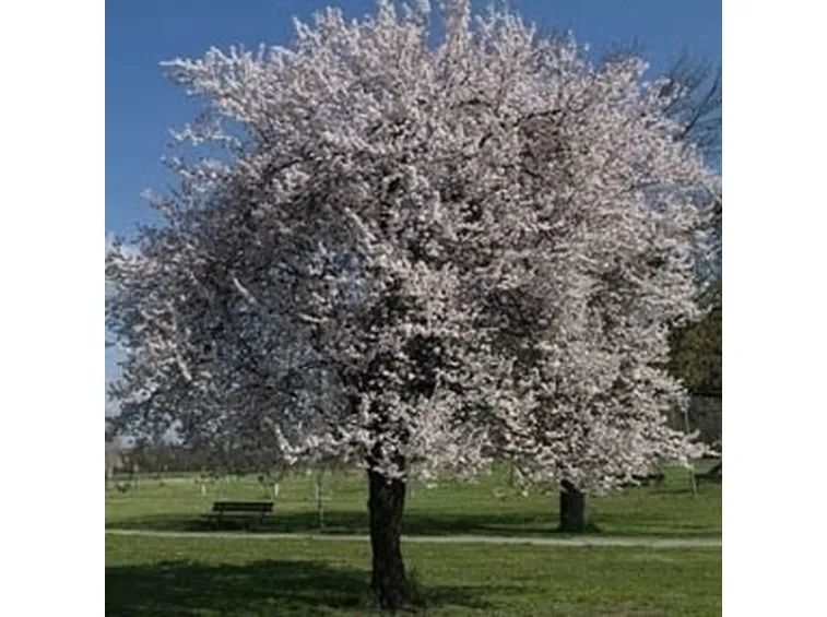 Domanda: Piante da frutto