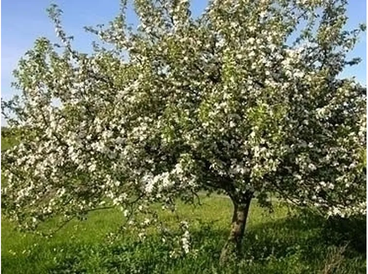 piante da frutto
