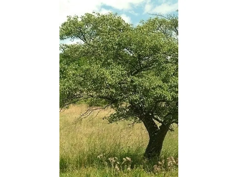 Piante da frutto