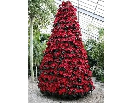 piante per il natale-10