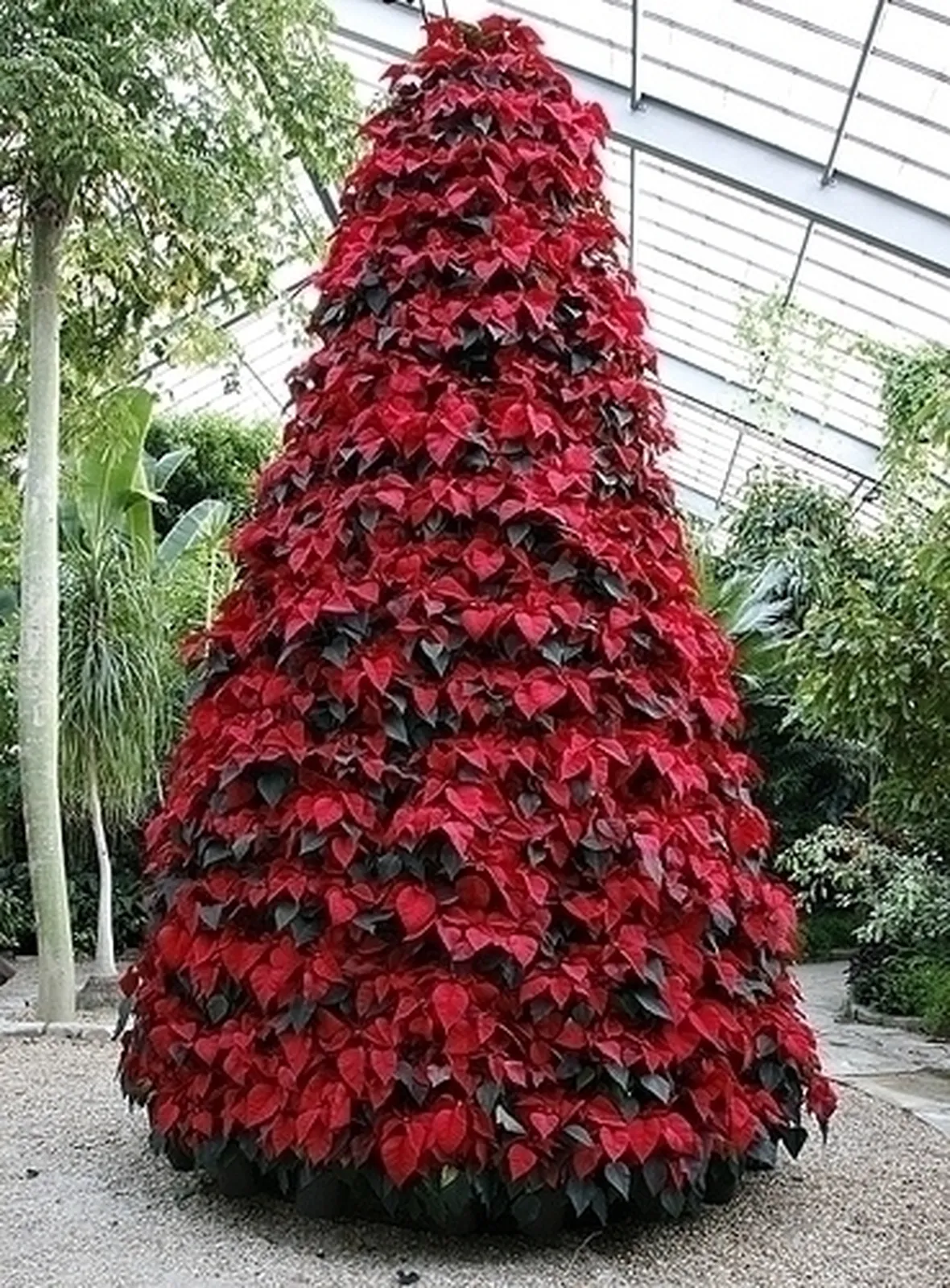 piante per il natale-10