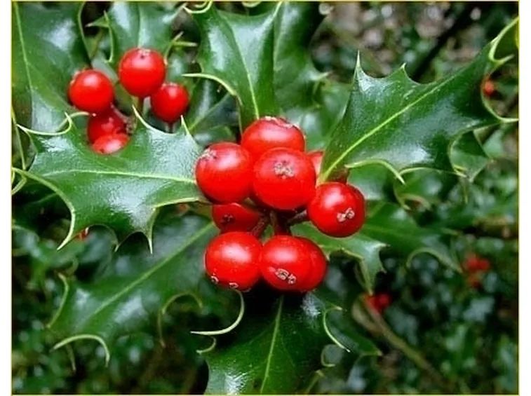 piante per il natale-11