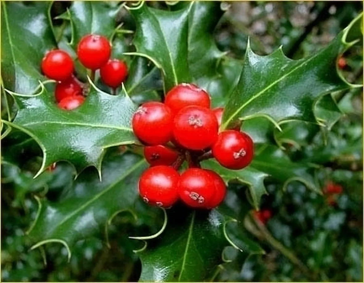 piante per il natale-11
