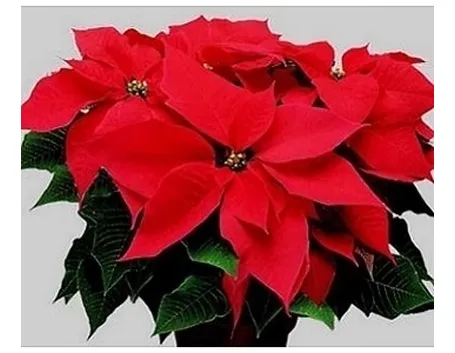 piante per il natale-12