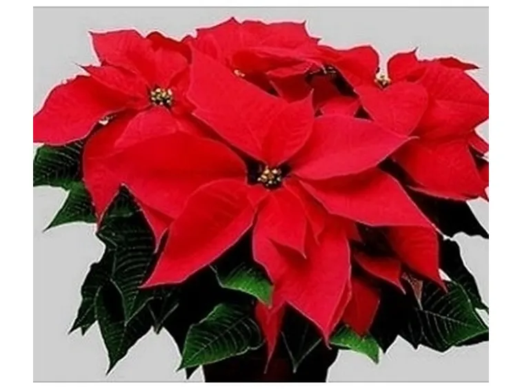 piante per il natale-12