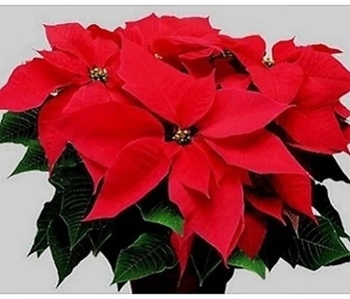 piante per il natale-12