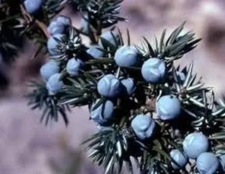 piante per il natale-13