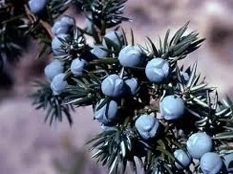 piante per il natale-13