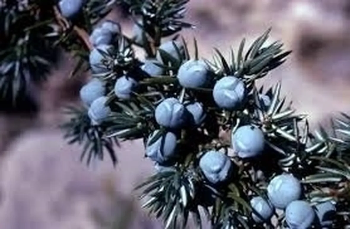 piante per il natale-13