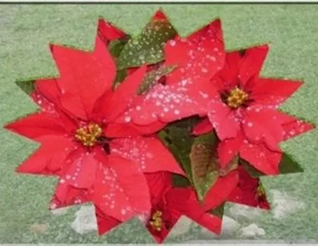 piante per il natale-16