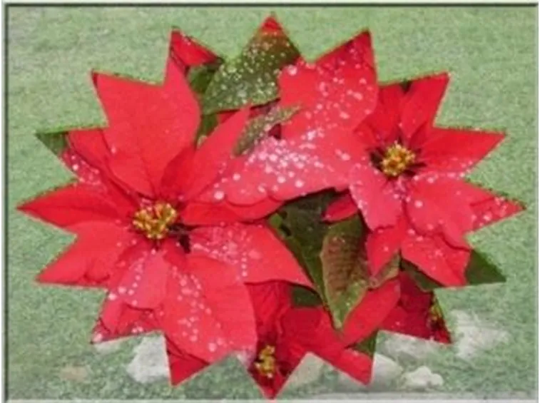 piante per il natale-16