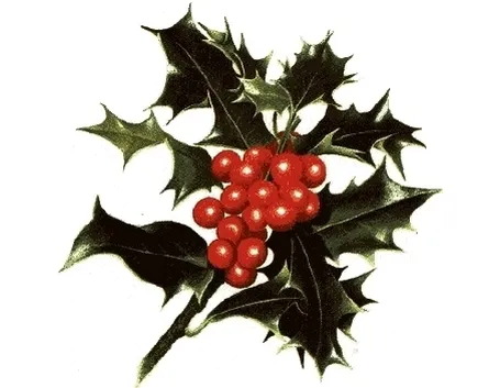 piante per il natale-18