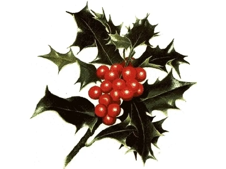 piante per il natale-18