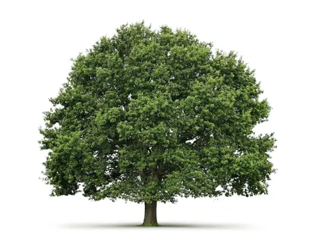 piante per il natale-19