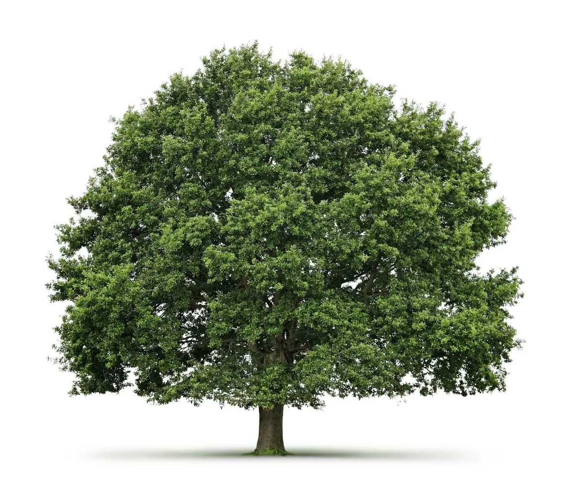 piante per il natale-19