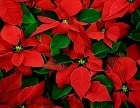 piante per il natale-2