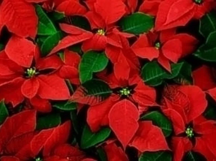 piante per il natale-2