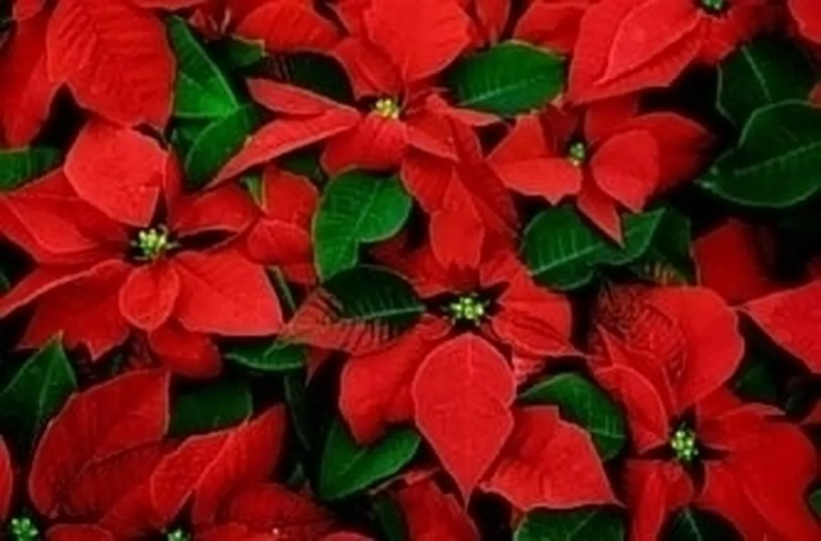 piante per il natale-2