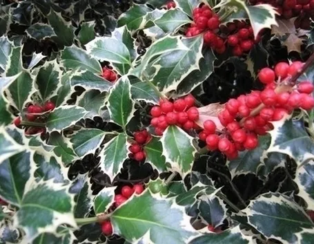 piante per il natale-3