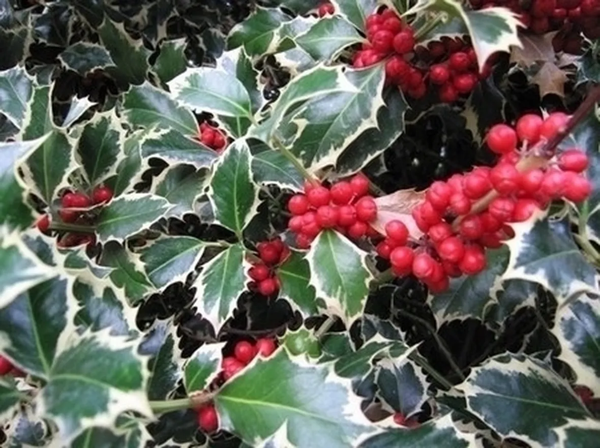 piante per il natale-3