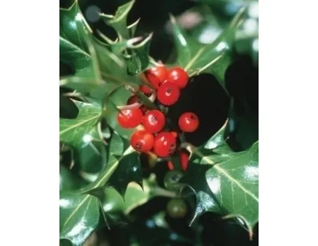 piante per il natale-4
