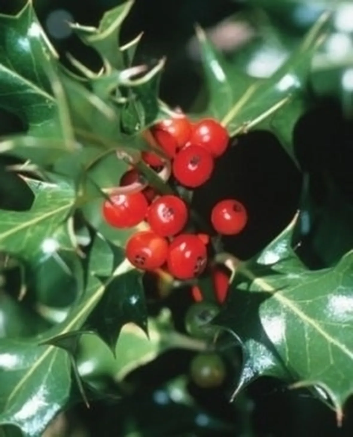 piante per il natale-4