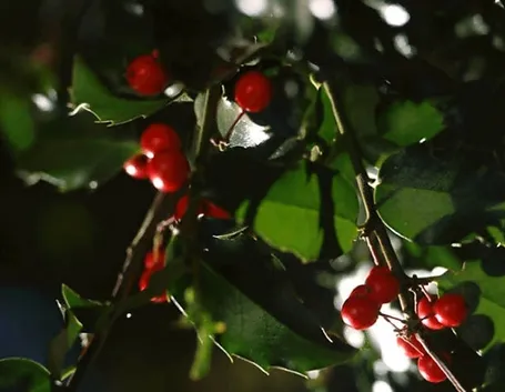 piante per il natale-6