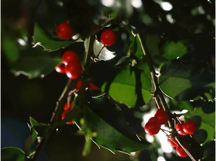 piante per il natale-6