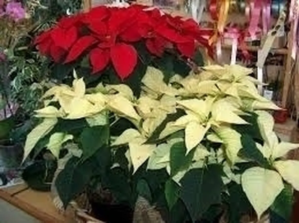 piante per il natale-8