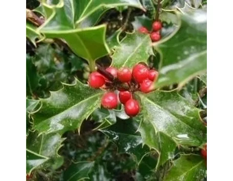 piante per il natale