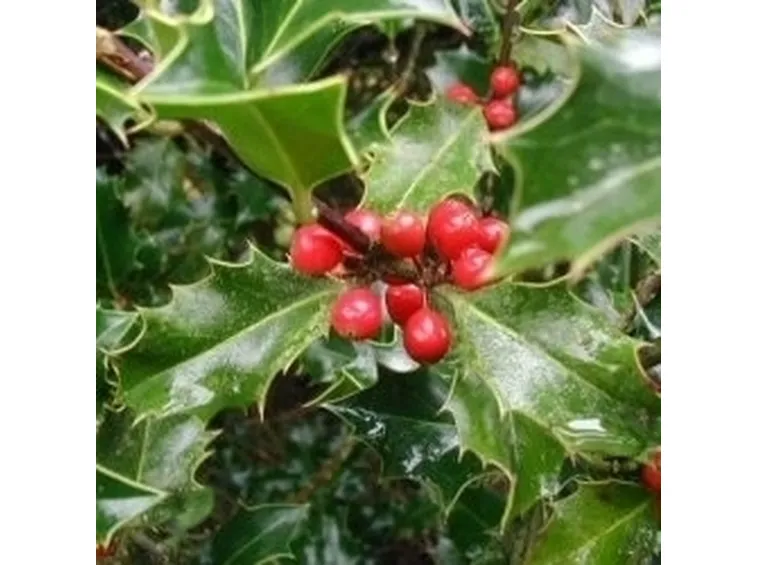 piante per il natale