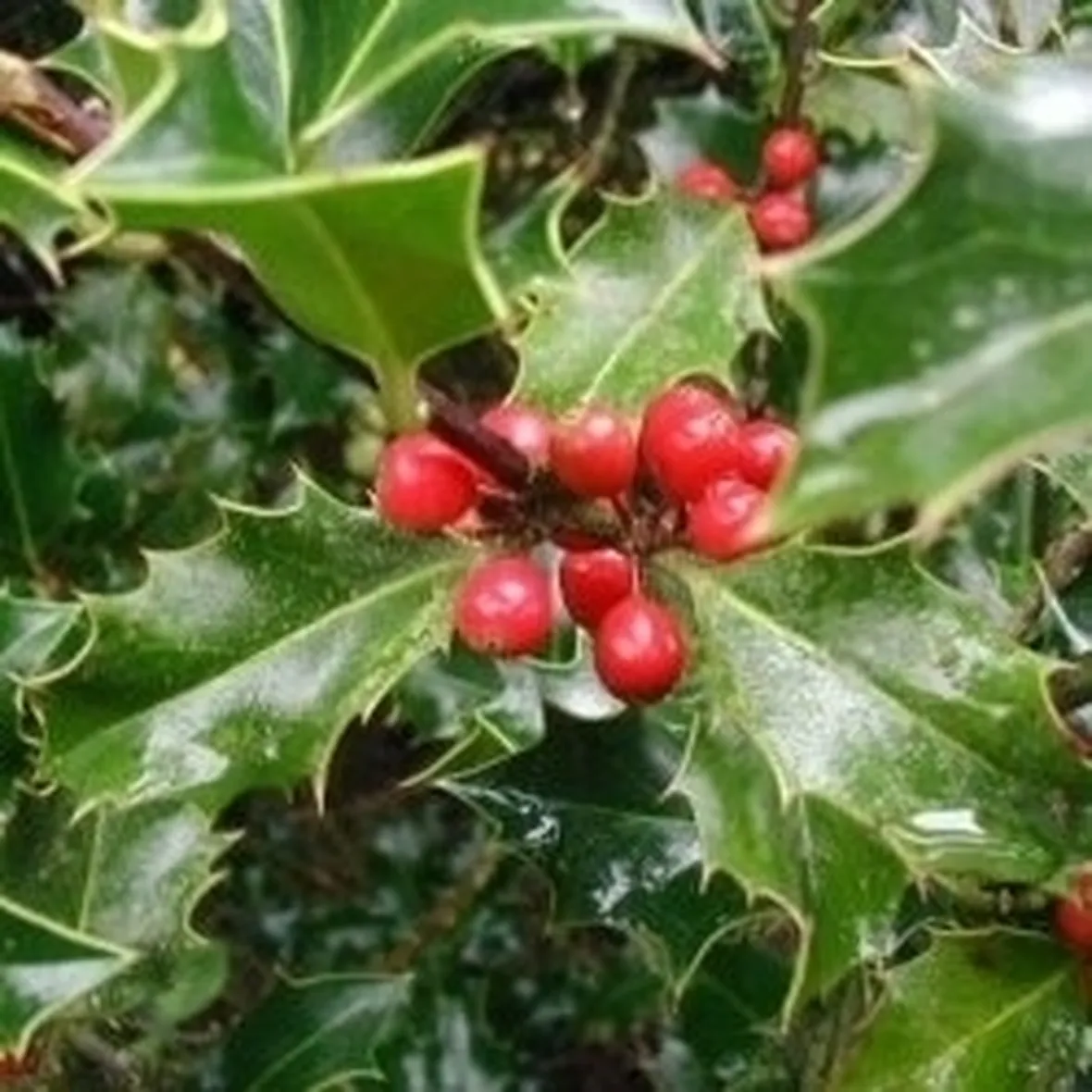 piante per il natale