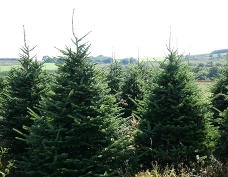 albero di natale abete