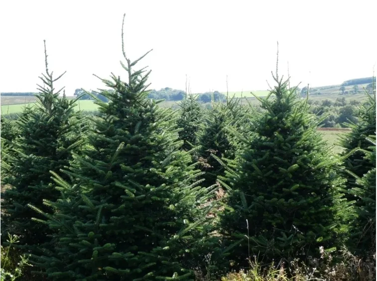 albero di natale abete