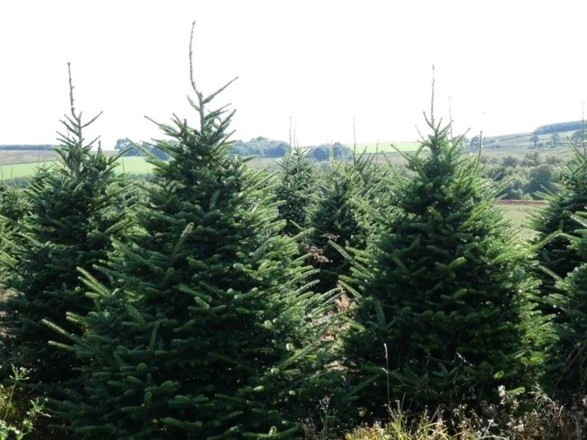albero di natale abete