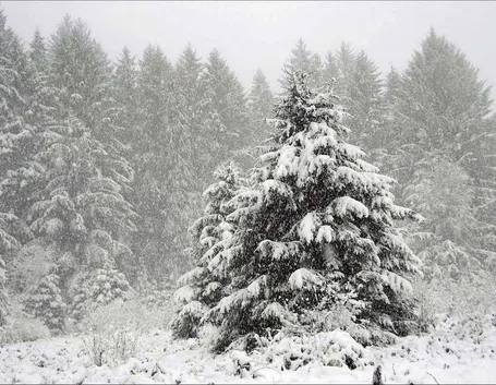 Abete neve