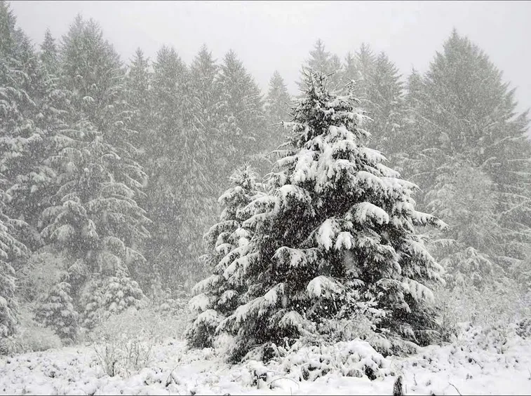 Abete neve