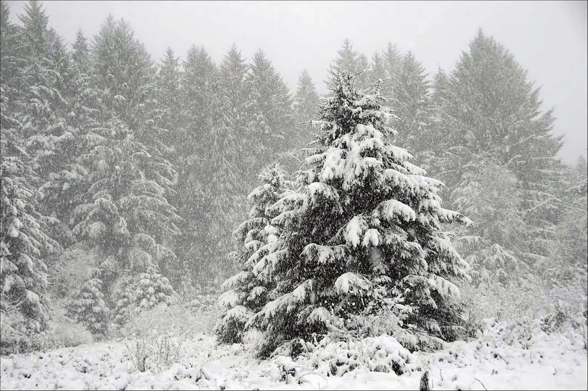Abete neve
