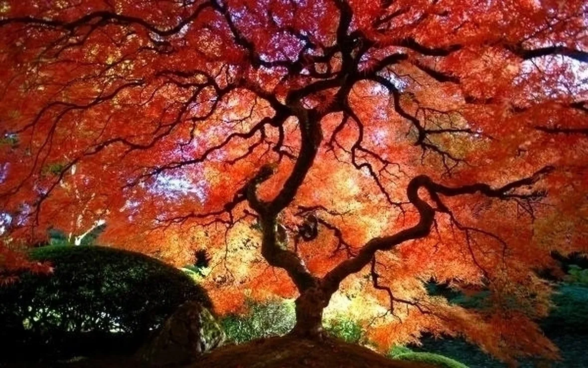 Acer pseudoplatanus (acero montano)