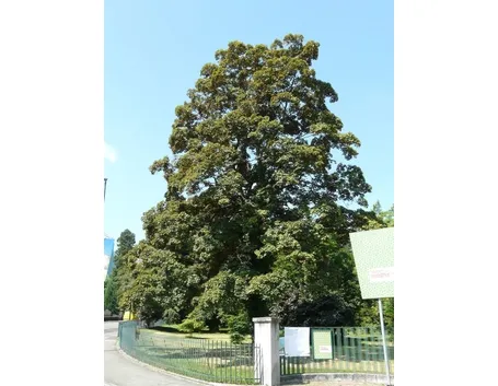 Acero