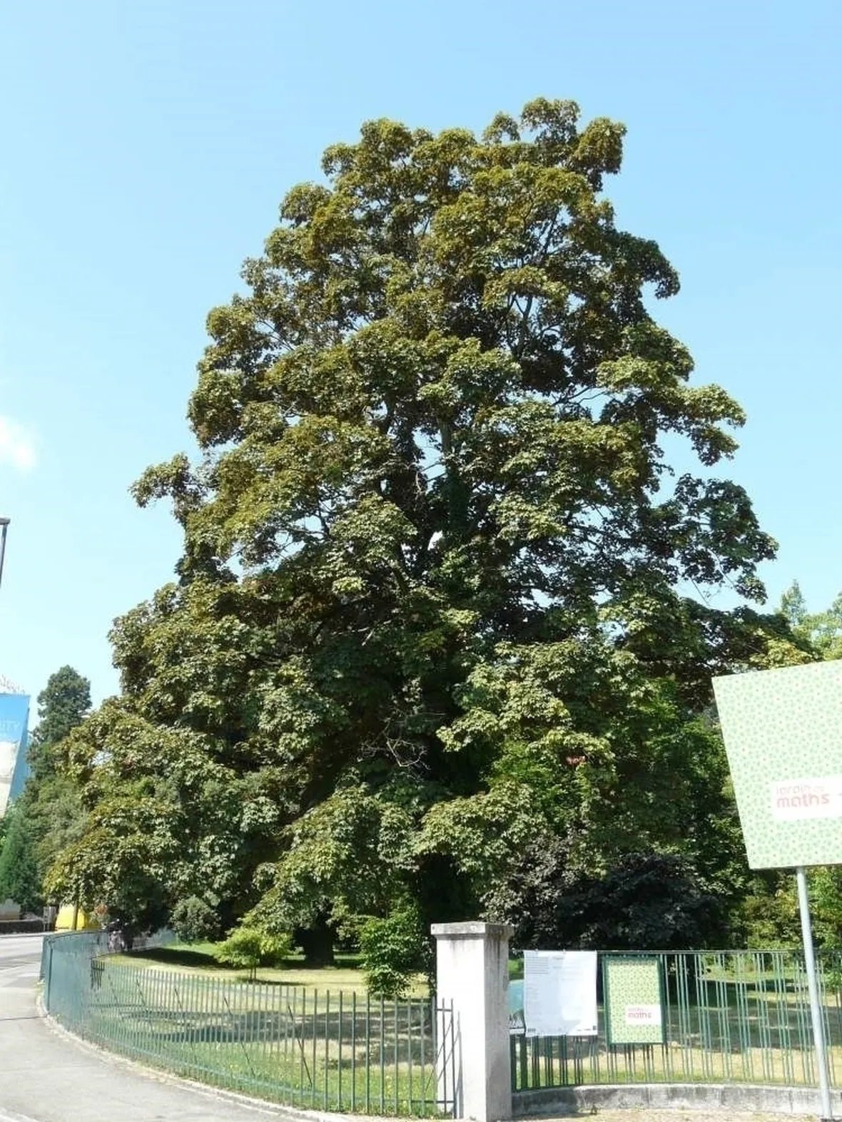 Acero