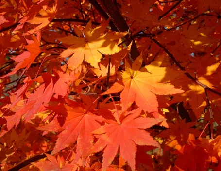 Acero rosso