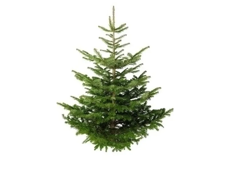 Albero Natale-17