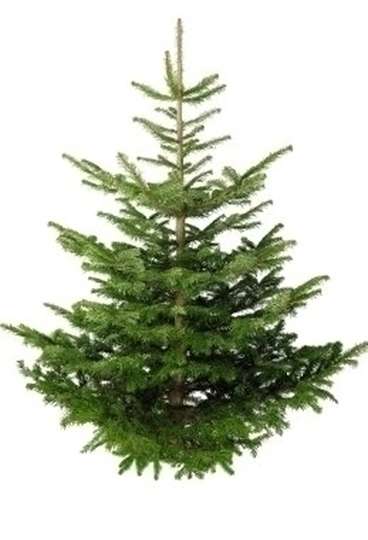 Albero Natale-17