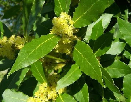 Alloro