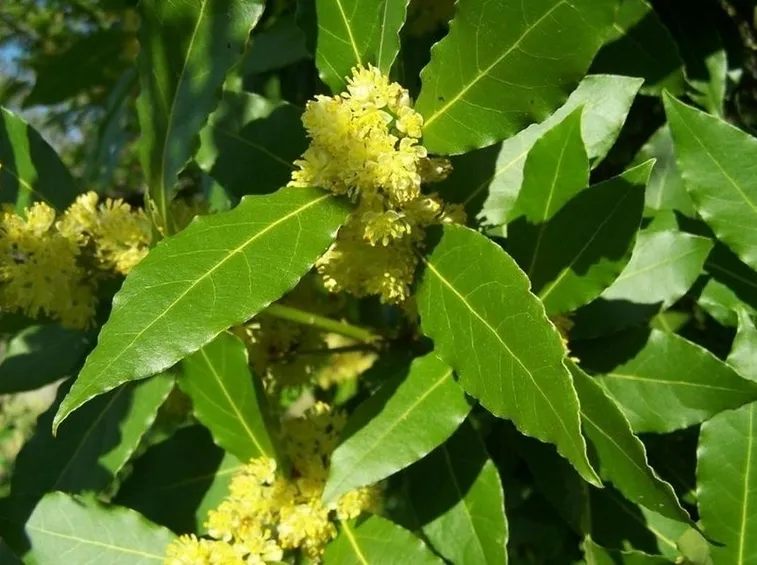Alloro