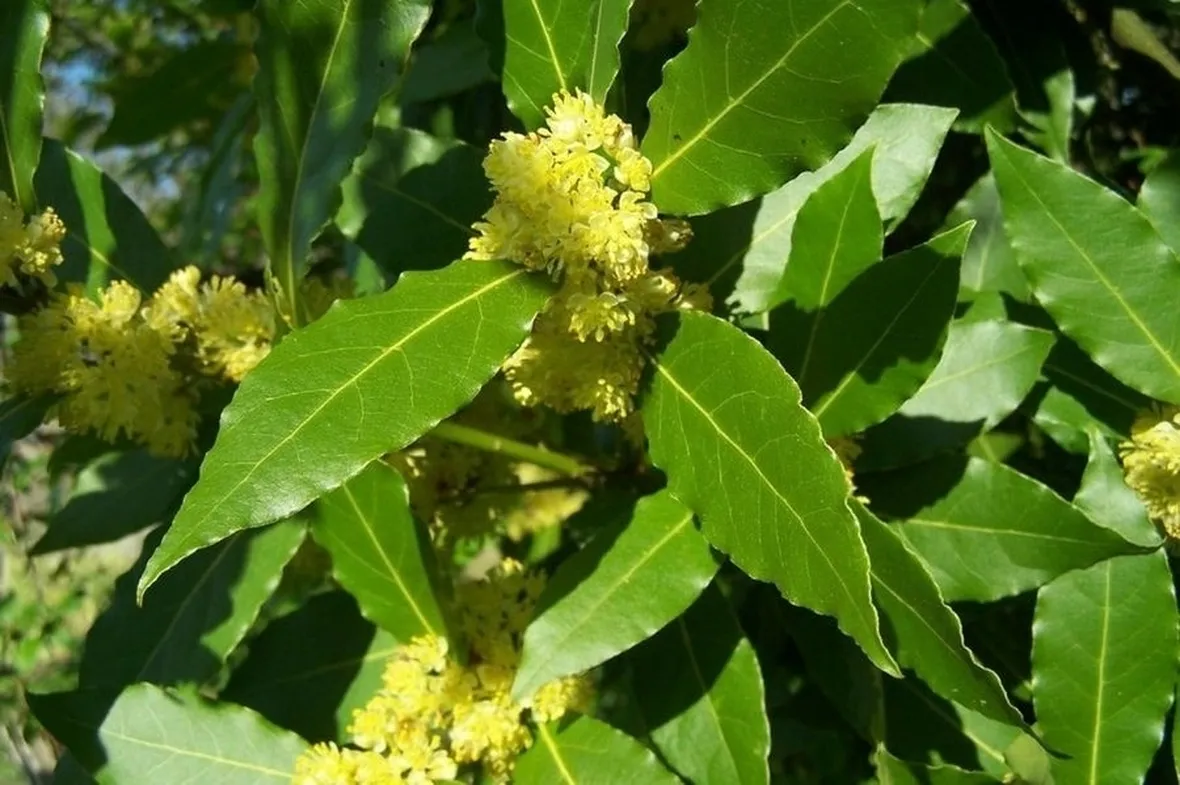 Alloro