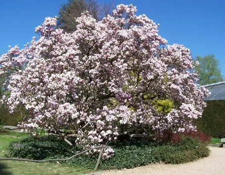 magnolia