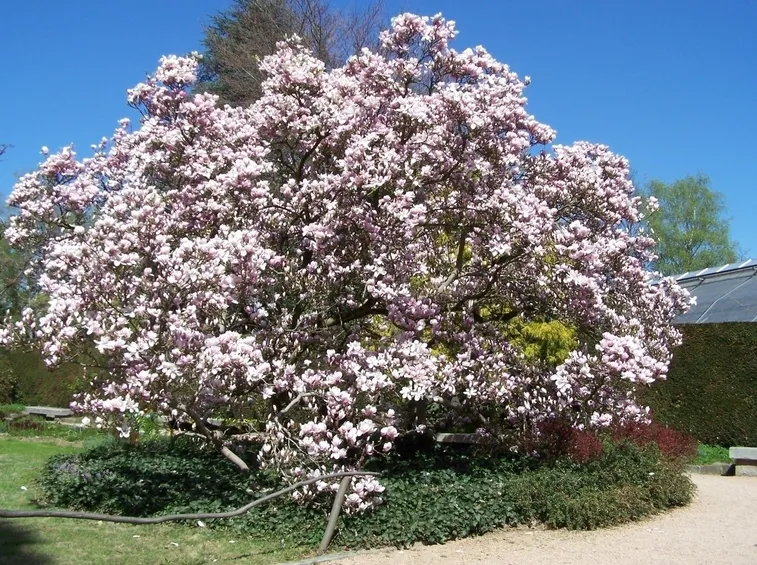 magnolia
