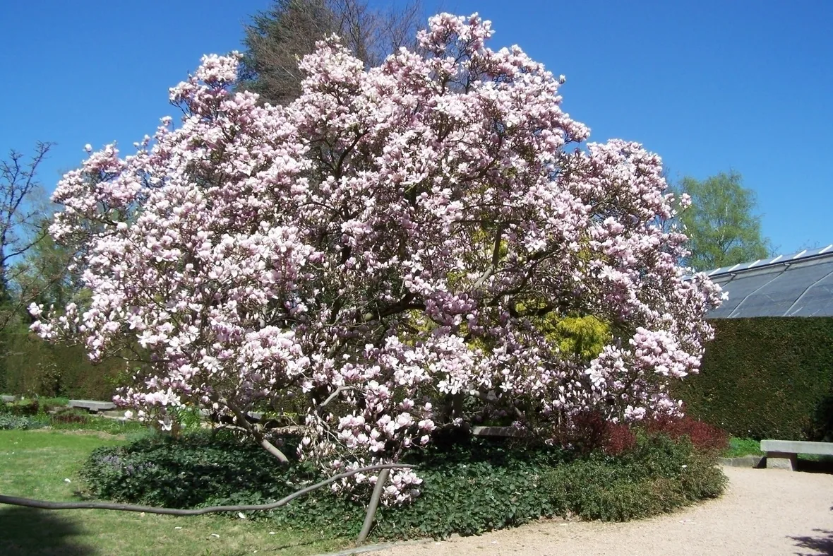 magnolia